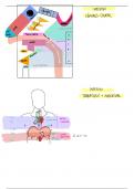 anatomie générale