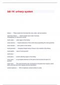 BIOL 224 Lab 14&colon; Urinary System
