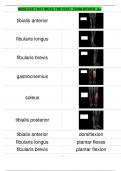 MUSCLES THAT MOVE THE FOOT EXAM REVIEW A&plus;