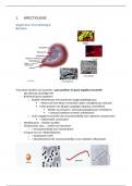 Samenvatting - Infectiologie