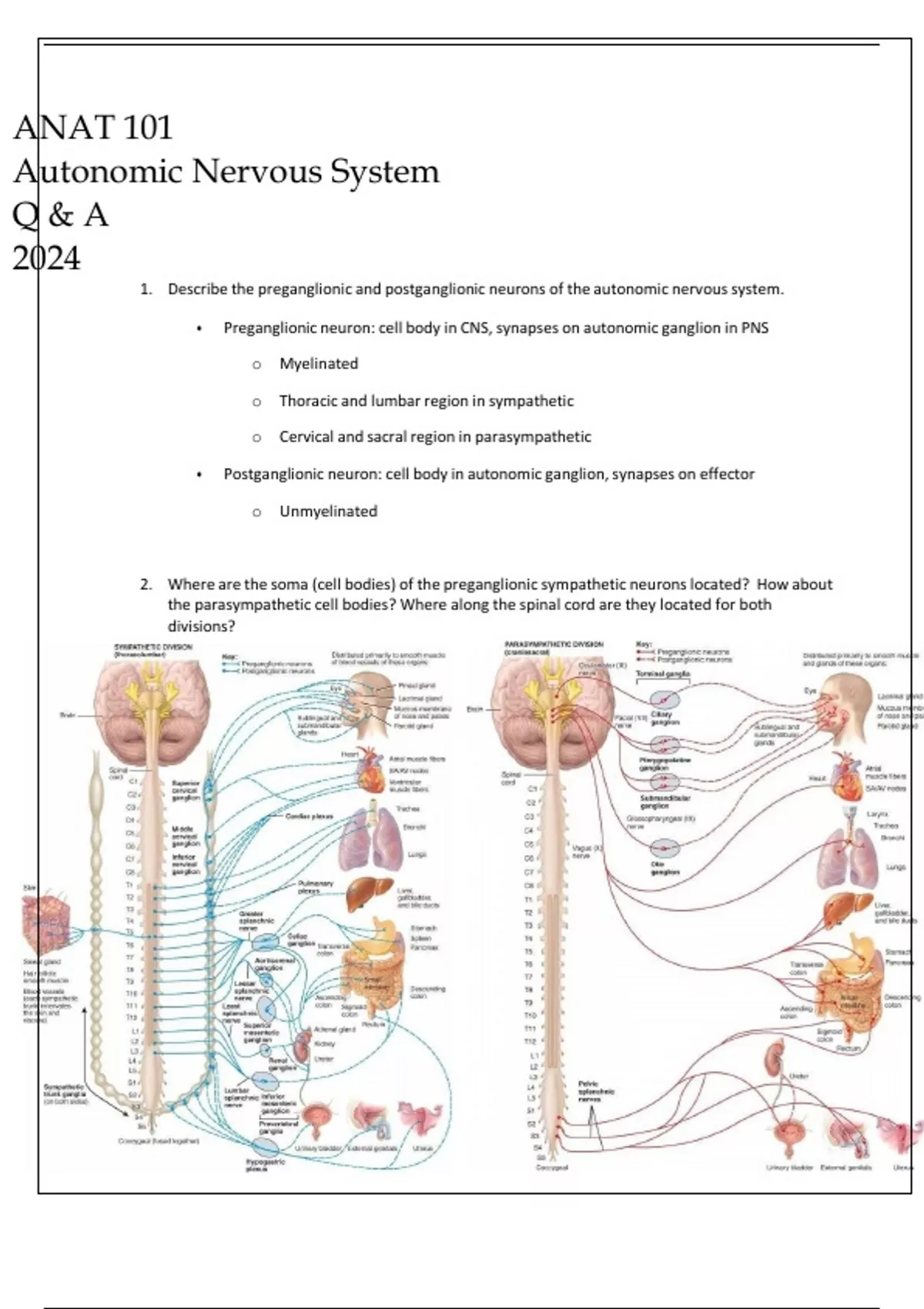 ANAT 101 AUTONOMIC NERVOUS SYSTEM STUDY GUIDE Q & A 2024 - Nursing ...