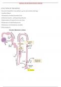 RENAL FUNCTION STUDY NOTES