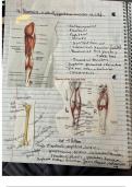 Exam (elaborations) KIN-110 (Kinesiology)  Trail Guide to the Body