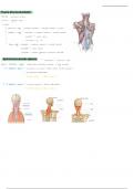 samenvatting van de spieren van de rug met bezenuwing 
