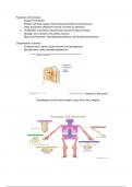 Anatomy & Physiology: overview of the Skeletal System 