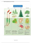 Biological Concepts Illustrated: From Gametophytes to Fungi
