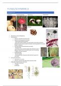 Samenvatting -  Biologie I: toegepaste plantkunde: SCHIMMELS