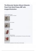 The Muscular System (Bryan Edwards Flash Pak) Stott Pilates IMP with images/illustration