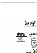 AS Level Biology-Cell structure- Summary 