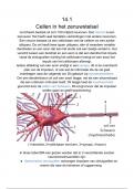 Zenuwstelsel 5 vwo - Samenvatting biologie - Nectar 5 vwo