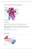 GCSE Biology (AQA) revision notes for the heart and circulatory system
