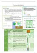 GCSE Biology (AQA) revision notes for plant tissues