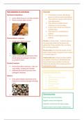 GCSE Biology (AQA) revision notes for plant diseases