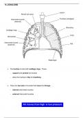 IGCSE GCSE 0610 Biology Human Breathing System Lung