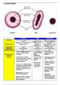 IGCSE  0610 Biology Transport in Human Revision Note