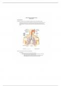 Bio 22- Respiratory system Notes 