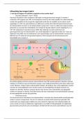 Toegepaste Biologie PGO blok 3 taak 6: Cellulaire respiratie en fermentatie