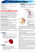 Resumen del sistema linfático