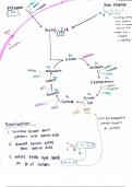 The Krebs Cycle: Including Deamination and Beta Oxidation