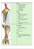 Anatomie bovenste lidmaat orthopedie - flashcards spieren