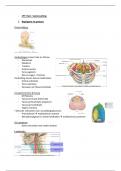 Anatomie en Radiologische Anatomie: LP7 samenvatting