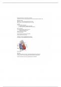 Biol 228 - Cardiovascular system notes 