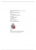 Biol 228 - Cardiovascular system notes 
