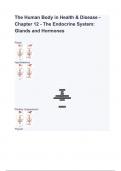 The Human Body in Health and Illness 7th Edition Chapter 12 - The Endocrine System: Glands and Hormones, Exam Questions and Solutions Latest Update (A+ GRADED 100% VERIFIED)