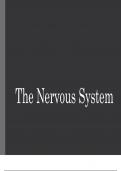 nervous system [brain+spinal cord]