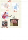 Anatomie du sein; illustration et tous les légendes 