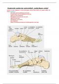 Samenvatting kennistoets Anatomie -->  leerjaar 2 Fysiotherapie, Vorm&Beweging Lohman en Zuidgeest.