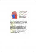 Bio 2600 - Cardiovascular system notes 