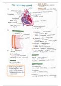 Gesundheit und Biologie BPE 7 Herzkreislauf System