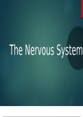  the nervous system smart notes