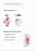 Samenvatting -  Circulatie en vasculaire stoornissen