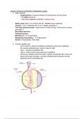 Respiratory system summary (Pam lecture)