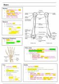 Upper Limb Anatomy Summary Notes for Dentistry (Year 1)