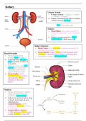 Renal Physiology Summary Notes for Dentistry (Year 1)