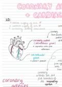 Heart Anatomy Summary