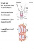Thyroid hormones 