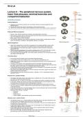 CHI108 Week 12 - The Peripheral Nervous System, Lower Limb Plexuses, Terminal Branches and Compartmentalisation class notes