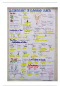 Class 11th morphology in flowering plants notes 