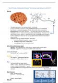 FUNCTIONAL ORGANISATION OF THE BRAIN AND BRAIN PLASTICITY ALREADY A+ GRADED 