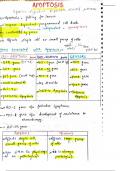 Apoptosis pathology handwritten notes 