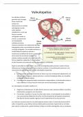Guía completa: Valvulopatías explicadas
