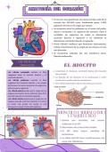 La anatomia del corazon 