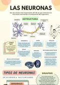 Infografía: Conoce todo sobre las neuronas