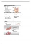 Samenvatting -  Anatomie en fysiologie gezonde mens: DUNNE DARM