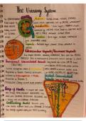 Summary notes of Urinary system(class notes)