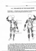 4-3 The muscles of the human body 